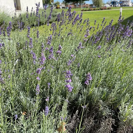 Akvárium Aparthotel