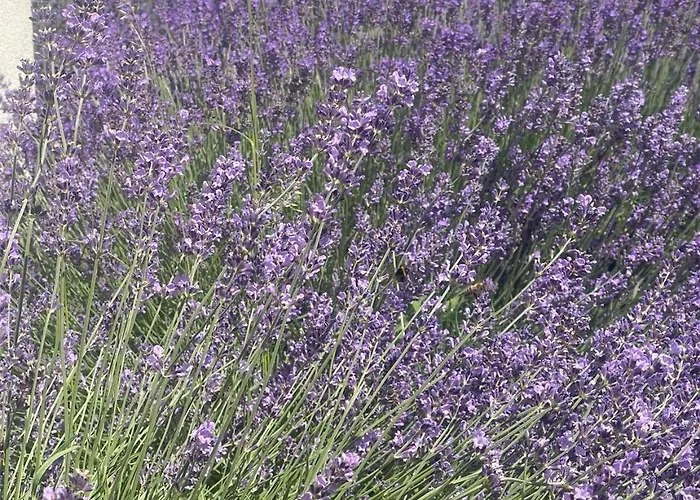 Akvarium Apartmanhazak