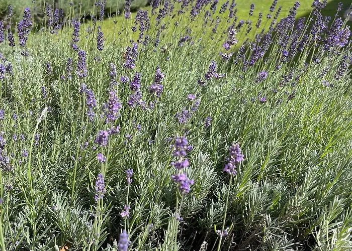 Akvarium Apartmanhazak Apart Otel